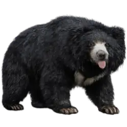 Sloth Bear (Melursus ursinus) featured animal image on AnimalDex