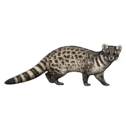 Small Indian Civet (Viverricula indica) featured animal image on AnimalDex