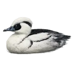 Smew (Mergellus albellus) featured animal image on AnimalDex