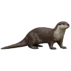 Smooth-coated otter animal lesson image on AnimalDex