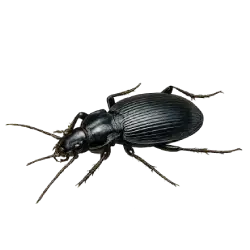 Smooth Ground Beetle (Carabus glabratus) thumbnail image on AnimalDex