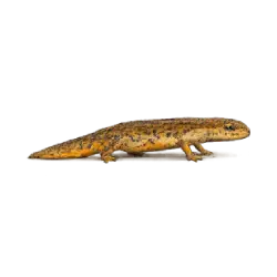 Smooth Newt (Lissotriton vulgaris) featured animal image on AnimalDex
