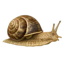 Snail animal lesson image on AnimalDex