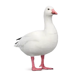 Snow Goose (Anser caerulescens) featured animal image on AnimalDex
