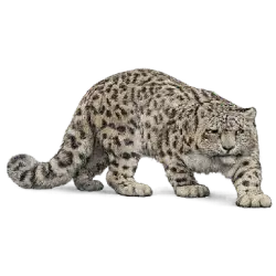 Snow Leopard (Panthera uncia) featured animal image on AnimalDex