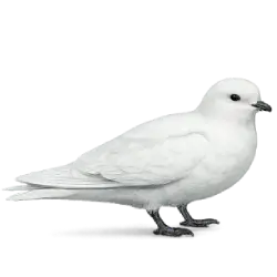 Snow Petrel animal lesson on AnimalDex