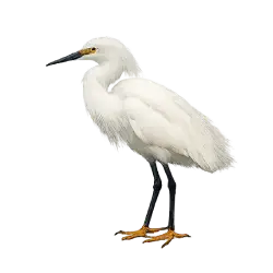 Snowy Egret (Egretta thula) featured animal image on AnimalDex