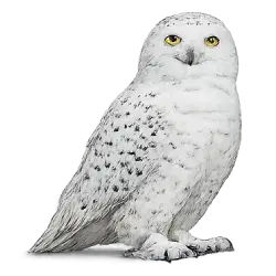 Snowy Owl (Bubo scandiacus) featured animal image on AnimalDex