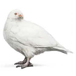 Snowy Sheathbill (Chionis albus) featured animal image on AnimalDex