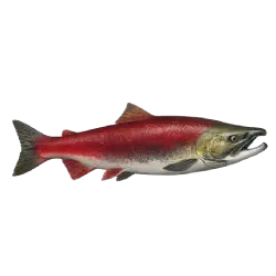 Sockeye Salmon animal icon