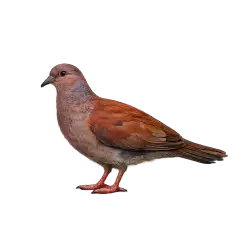 Socorro Dove animal icon