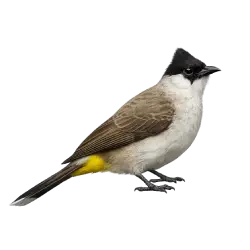 Sooty-headed Bulbul (Pycnonotus aurigaster) thumbnail image on AnimalDex