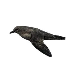 Sooty Shearwater (Ardenna grisea) featured animal image on AnimalDex
