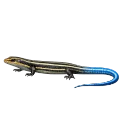Southeastern Five-lined Skink