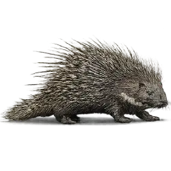 Southern African Porcupine animal lesson image on AnimalDex