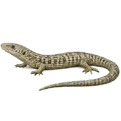 Southern Alligator Lizard (Elgaria multicarinata) featured animal image on AnimalDex