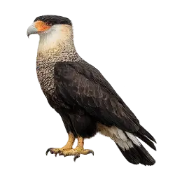 Southern Caracara animal lesson image on AnimalDex