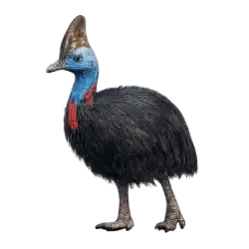 Southern Cassowary (Casuarius casuarius) featured animal image on AnimalDex