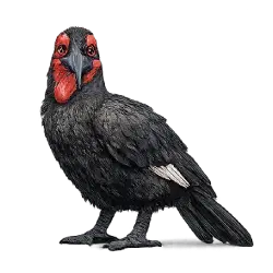 Southern Ground Hornbill (Bucorvus leadbeateri) featured animal image on AnimalDex