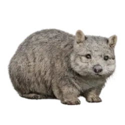Southern Hairy-nosed Wombat (Lasiorhinus latifrons) featured animal image on AnimalDex