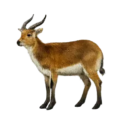 Southern Lechwe animal lesson image on AnimalDex