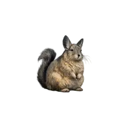 Southern Mountain Viscacha