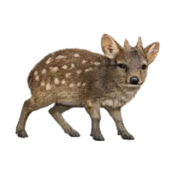 Southern Pudu (Pudu puda) featured animal image on AnimalDex