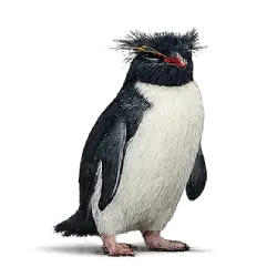 Southern Rockhopper Penguin (Eudyptes chrysocome) featured animal image on AnimalDex