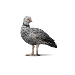 Southern Screamer (Chauna torquata) featured animal image on AnimalDex