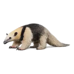 Southern Tamandua (Tamandua tetradactyla) featured animal image on AnimalDex