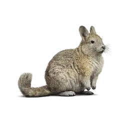 Southern Viscacha (Lagidium viscacia) featured animal image on AnimalDex