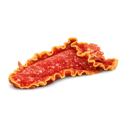 Spanish Dancer (Hexabranchus sanguineus) featured animal image on AnimalDex