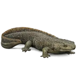Spanish Ribbed Newt (Pleurodeles waltl) featured animal image on AnimalDex