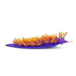 Spanish Shawl Nudibranch animal lesson image on AnimalDex