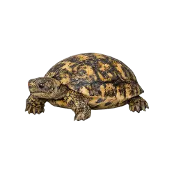 Speckled Padloper Tortoise animal icon