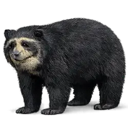 Spectacled Bear animal lesson image on AnimalDex
