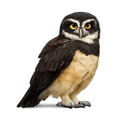 Spectacled Owl (Pulsatrix perspicillata) featured animal image on AnimalDex