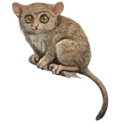Spectral Tarsier (Tarsius tarsier) featured animal image on AnimalDex