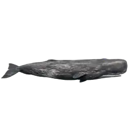 Sperm Whale (Physeter macrocephalus) featured animal image on AnimalDex