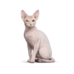 Sphynx Cat animal lesson image on AnimalDex