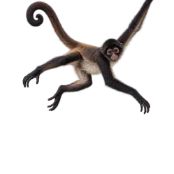 Spider Monkey (Scientific classification under review) thumbnail image on AnimalDex