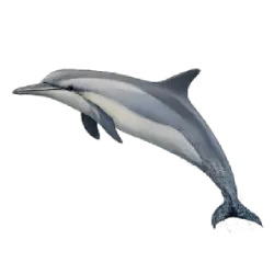 Spinner Dolphin animal lesson image on AnimalDex
