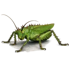 Spiny Devil Katydid (Panacanthus cuspidatus) featured animal image on AnimalDex