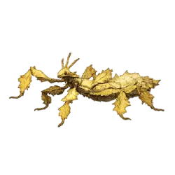 Spiny Leaf Insect animal lesson on AnimalDex