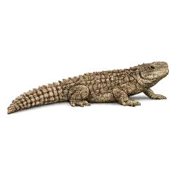 Spiny-tailed Lizard (Uromastyx aegyptia) featured animal image on AnimalDex