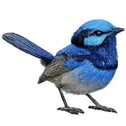 Splendid Fairywren (Malurus splendens) featured animal image on AnimalDex