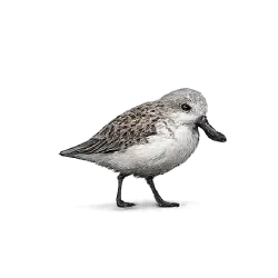 Spoon-billed Sandpiper (Calidris pygmaea) featured animal image on AnimalDex