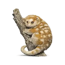 Spotted Cuscus (Spilocuscus maculatus) featured animal image on AnimalDex