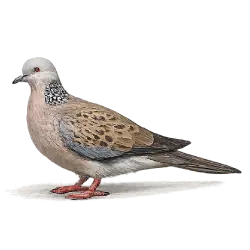 Spotted Dove (Streptopelia chinensis) thumbnail image on AnimalDex