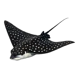 Spotted Eagle Ray animal lesson image on AnimalDex
